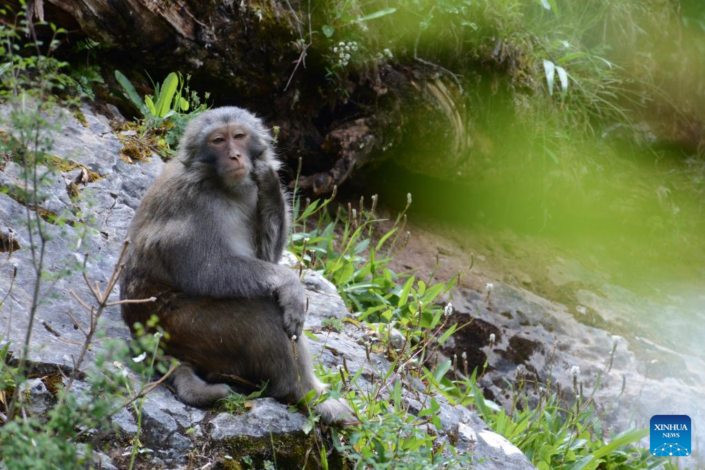 Tibetan macaques seen in forest farm in NW China's Qinghai