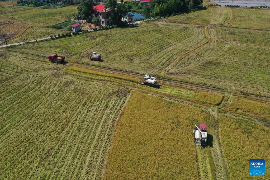 Farmers busy with rice harvest in C China's Hunan