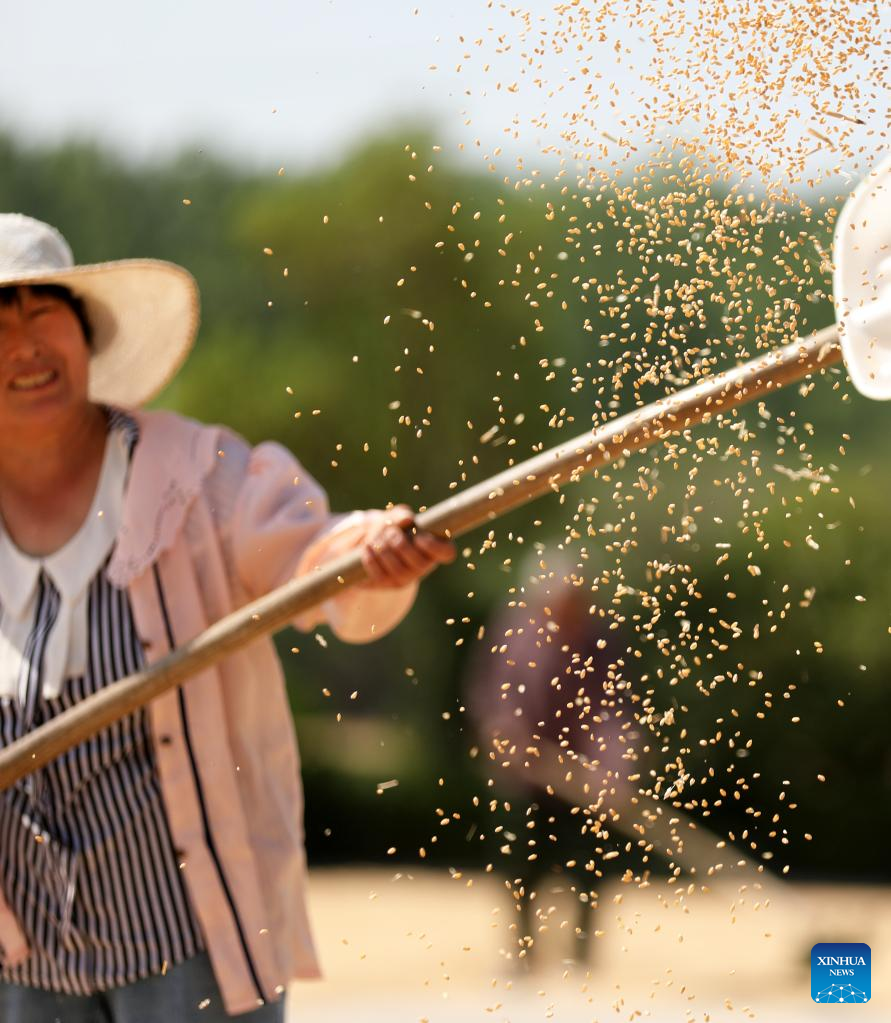 China sees growth in summer grain harvest
