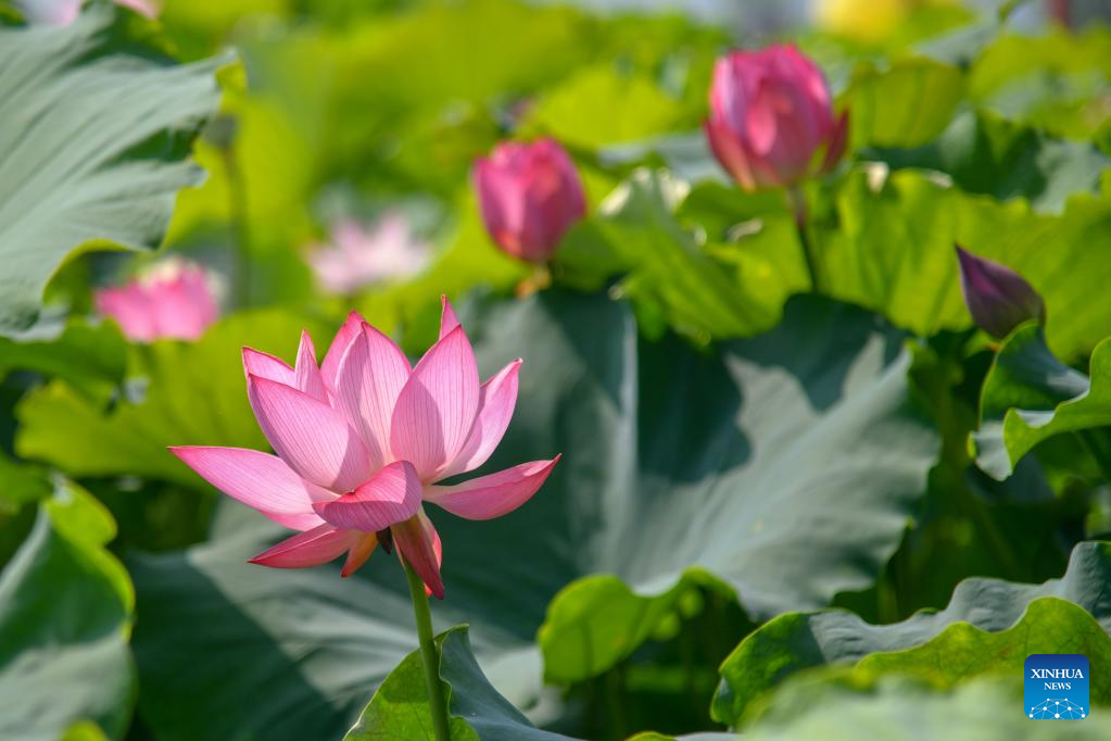 Lotus ponds in Jinan, E China's Shandong