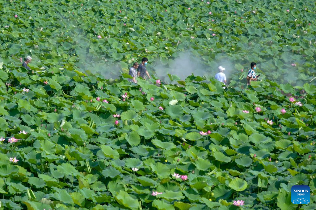 Lotus ponds in Jinan, E China's Shandong