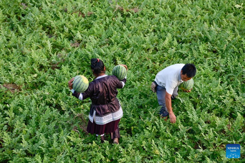 Watermelon sales boost villagers' income in Rongjiang County, Guizhou