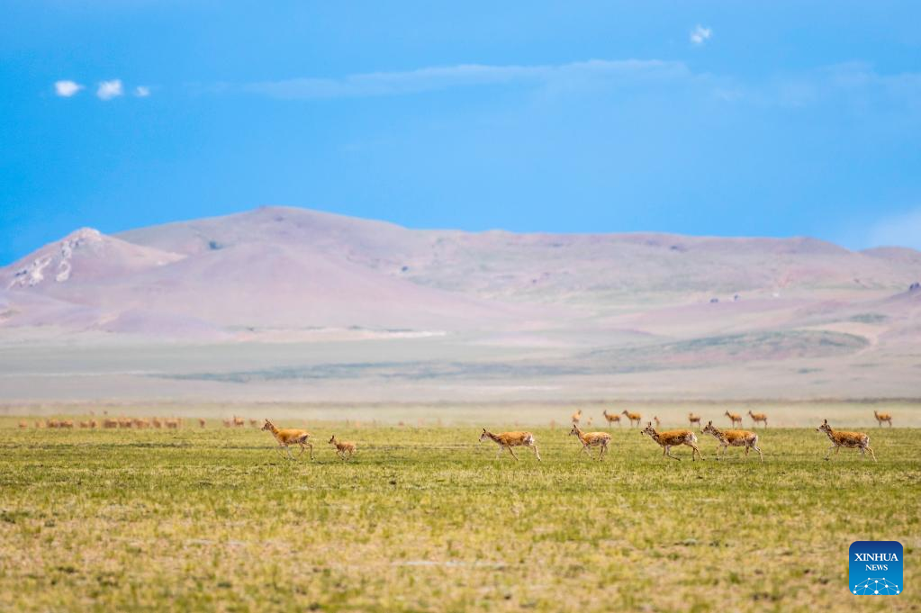 In pics: Tibetan antelopes at Qiangtang National Nature Reserve