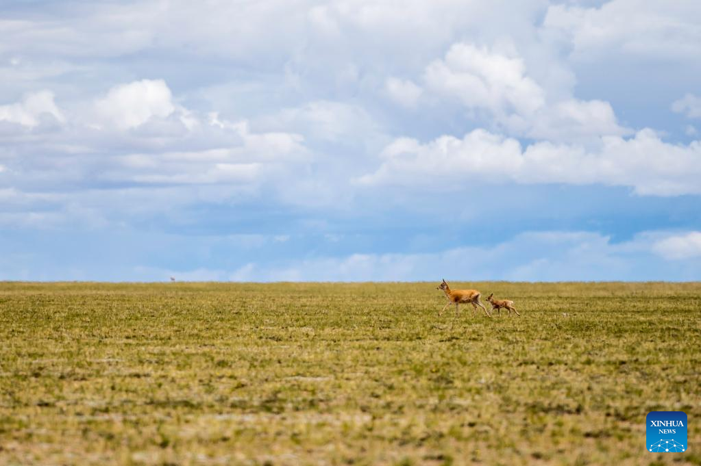 In pics: Tibetan antelopes at Qiangtang National Nature Reserve