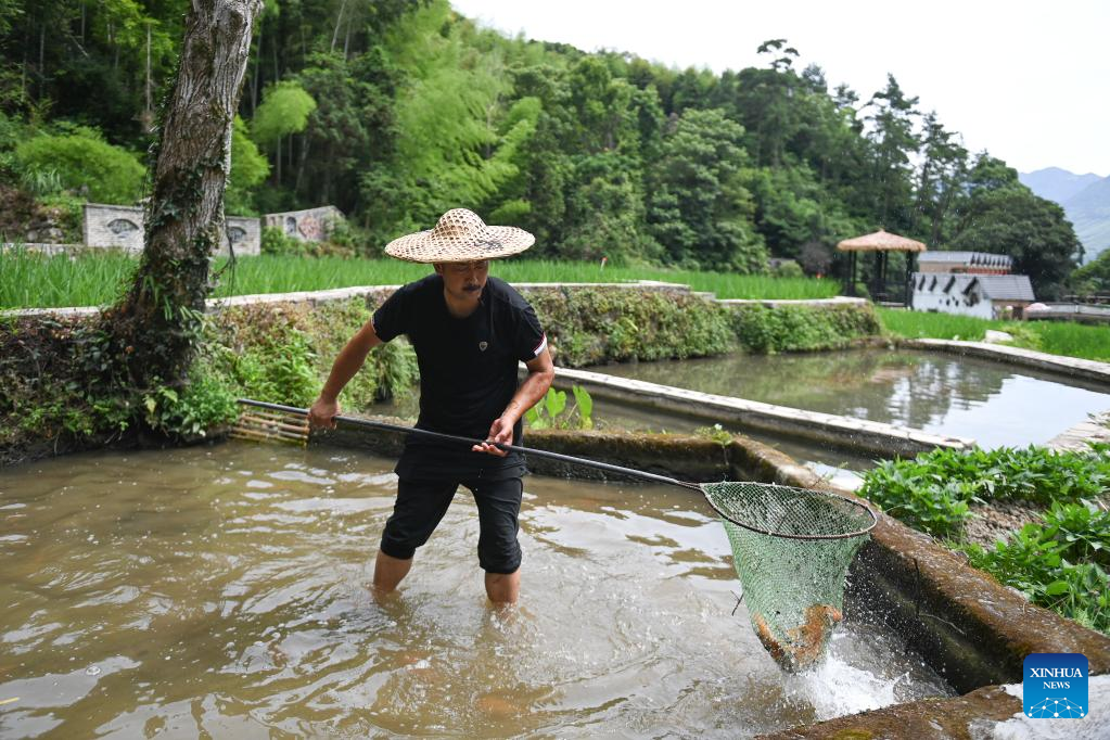 In pics: rice-fish co-culture system in east China's Zhejiang