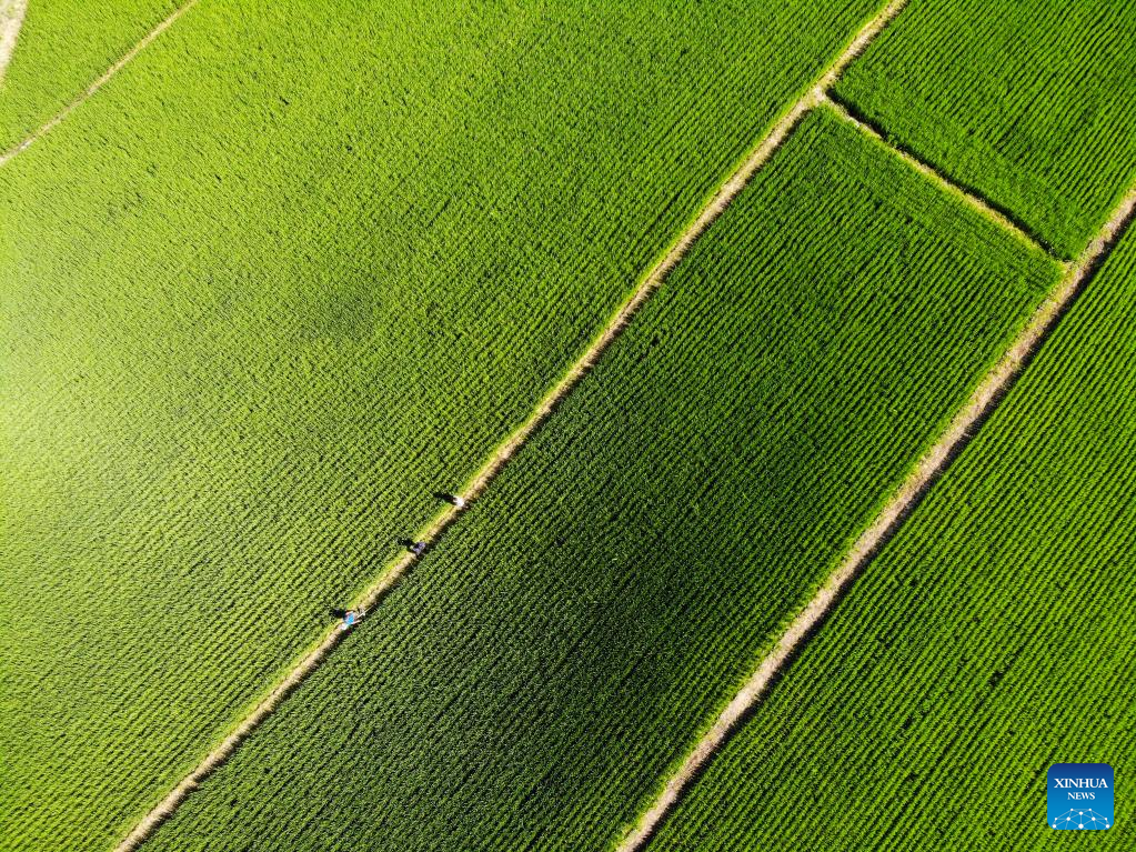 Scenery of paddy fields in Tieli, Heilongjiang