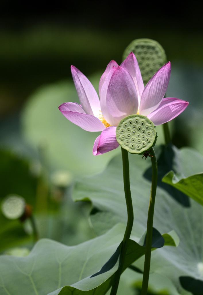 In pics: blooming lotus flowers at Yuanmingyuan Park in Beijing