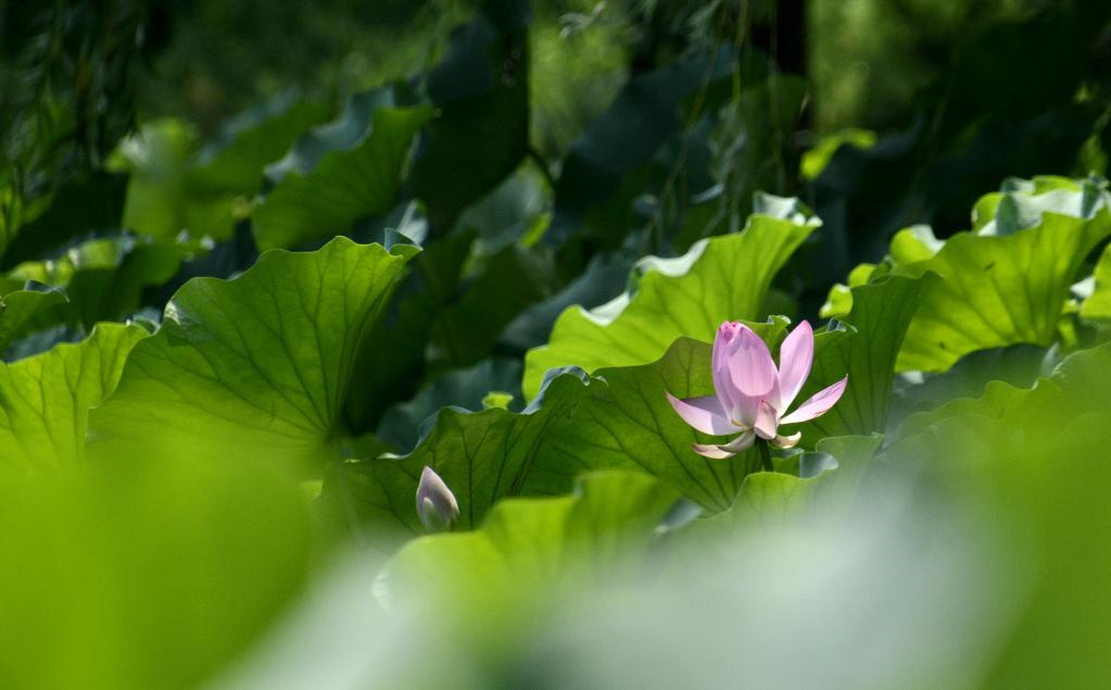 In pics: blooming lotus flowers at Yuanmingyuan Park in Beijing
