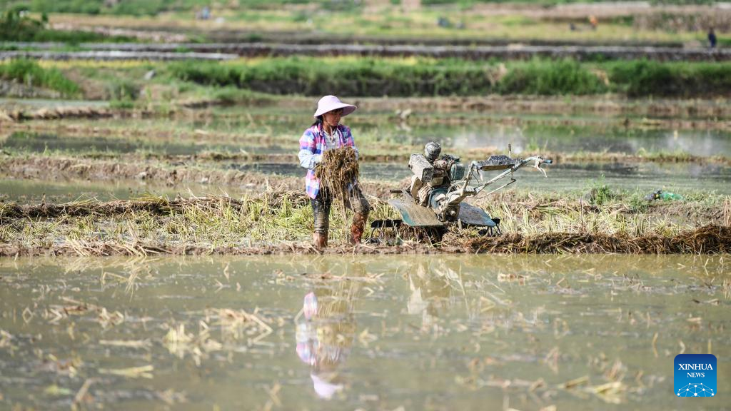 Farmers work in paddy fields in S China's Guangxi