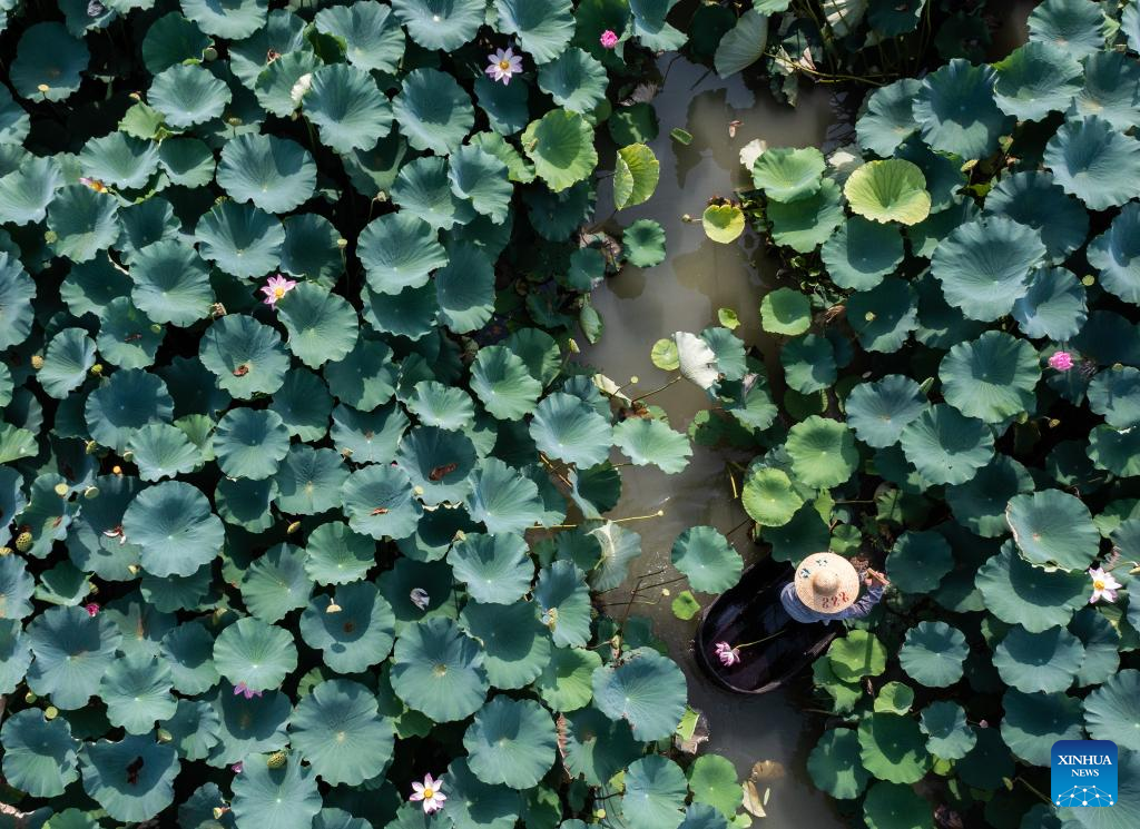 Lotus seed pods enter harvest season in Quanxin, Zhejiang