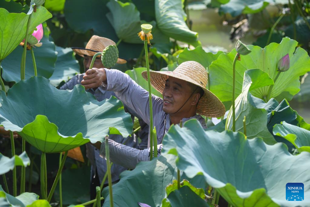 Lotus seed pods enter harvest season in Quanxin, Zhejiang