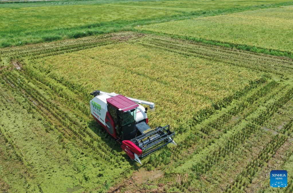 Unmanned harvesters put into use to improve production efficiency in Jiangxi