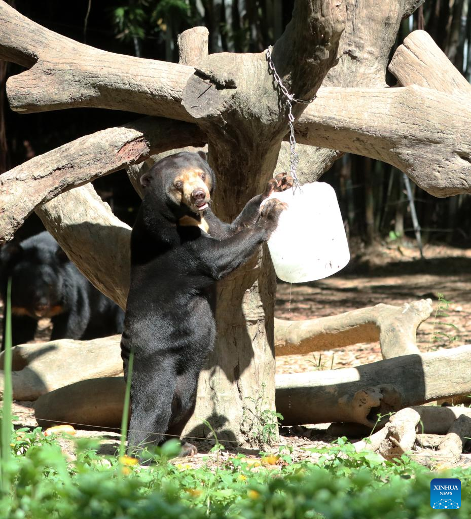 Chimelong Safari Park in Guangdong helps animals fend off summer heat