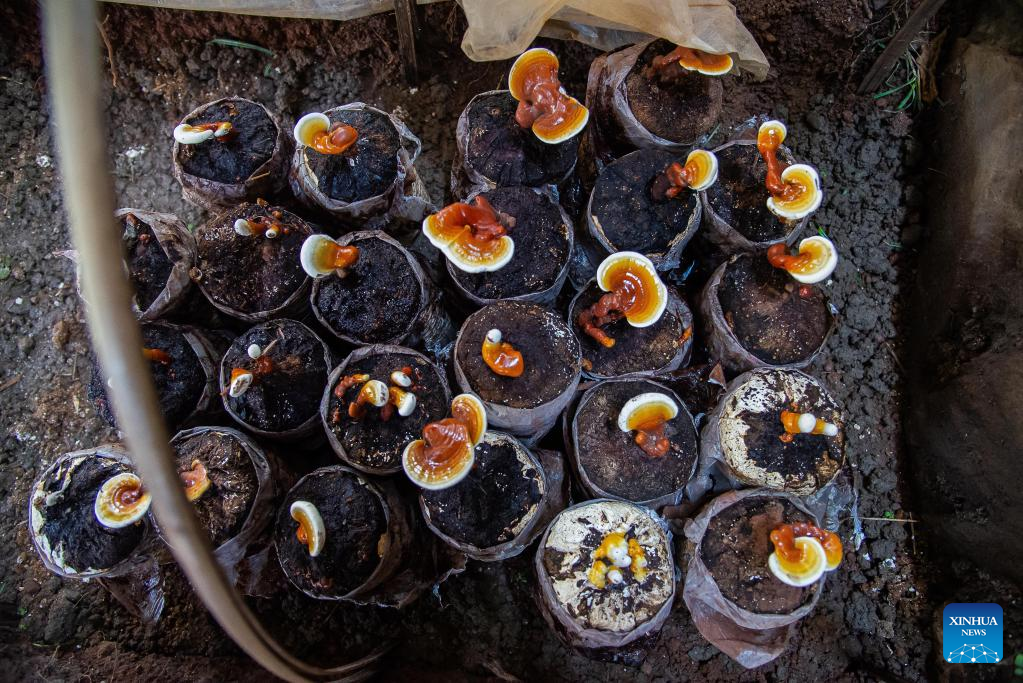 Feature: Chinese Juncao technology brings hope to mushroom growers in Central African Republic