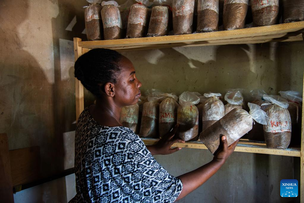 Feature: Chinese Juncao technology brings hope to mushroom growers in Central African Republic