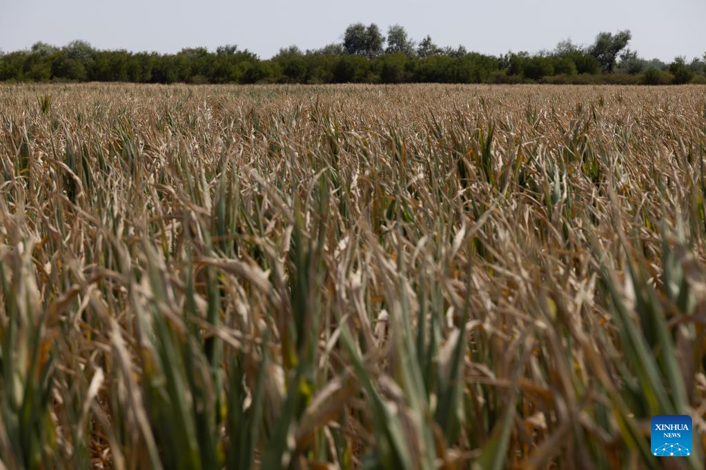 Hungary struggles with drought-induced crop losses: minister