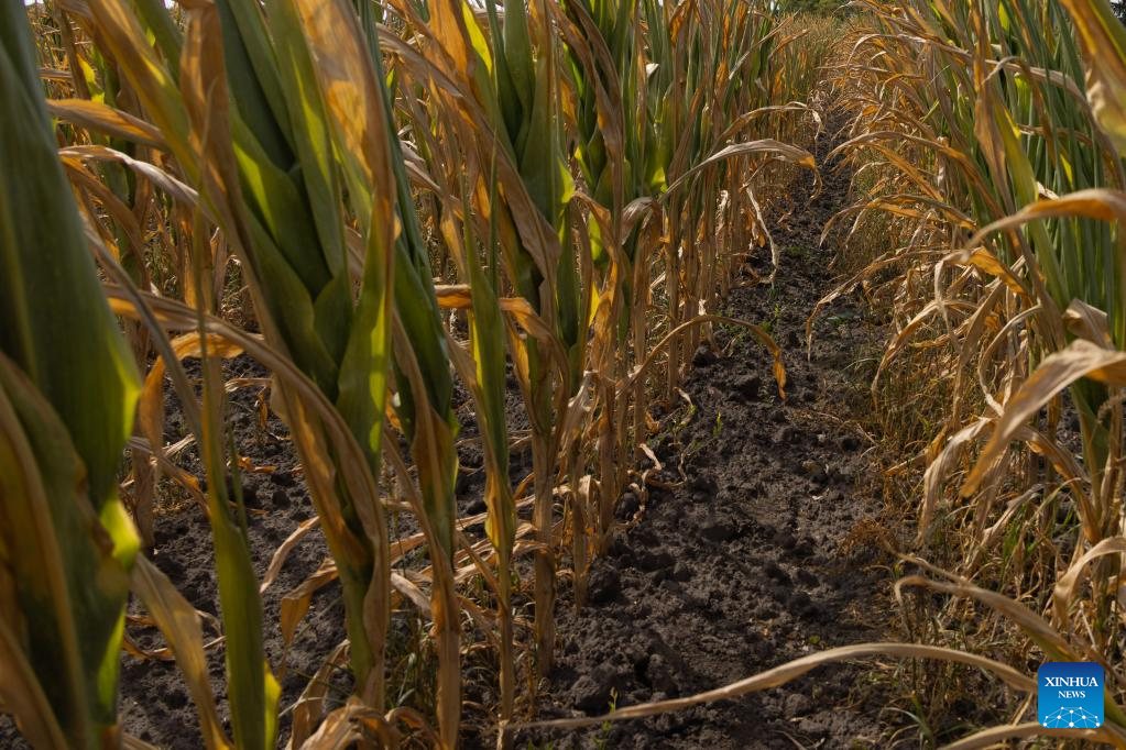 Hungary struggles with drought-induced crop losses: minister