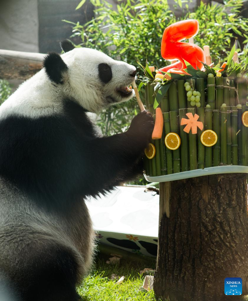 Birthdays of two giant pandas celebrated at Moscow Zoo