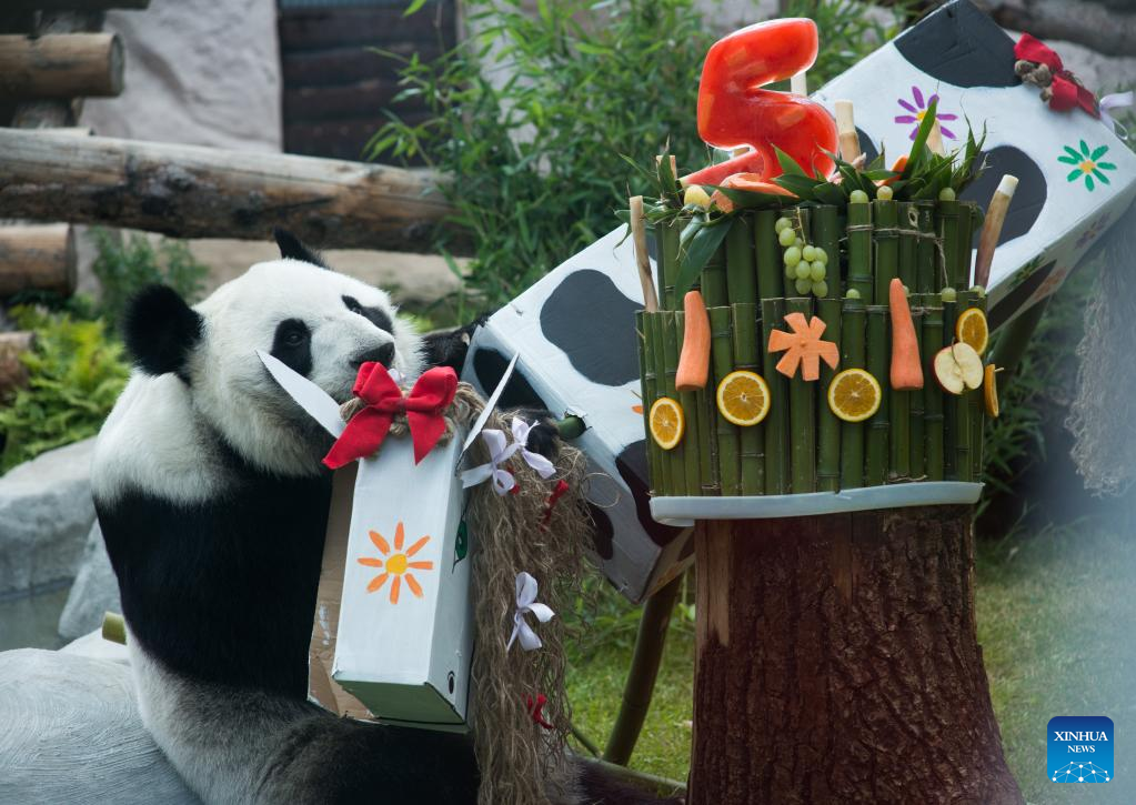 Birthdays of two giant pandas celebrated at Moscow Zoo