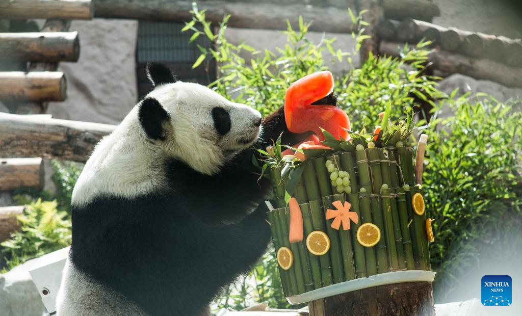 Birthdays of two giant pandas celebrated at Moscow Zoo