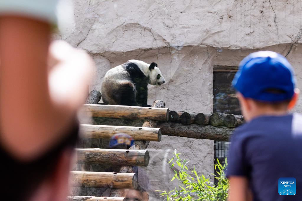 Birthdays of two giant pandas celebrated at Moscow Zoo