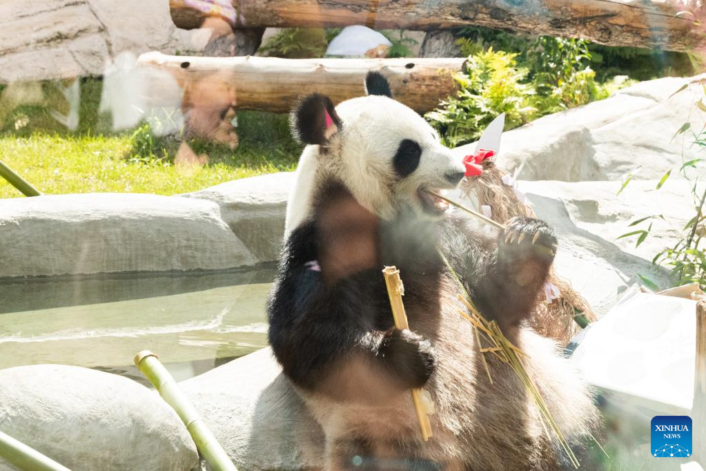 Birthdays of two giant pandas celebrated at Moscow Zoo