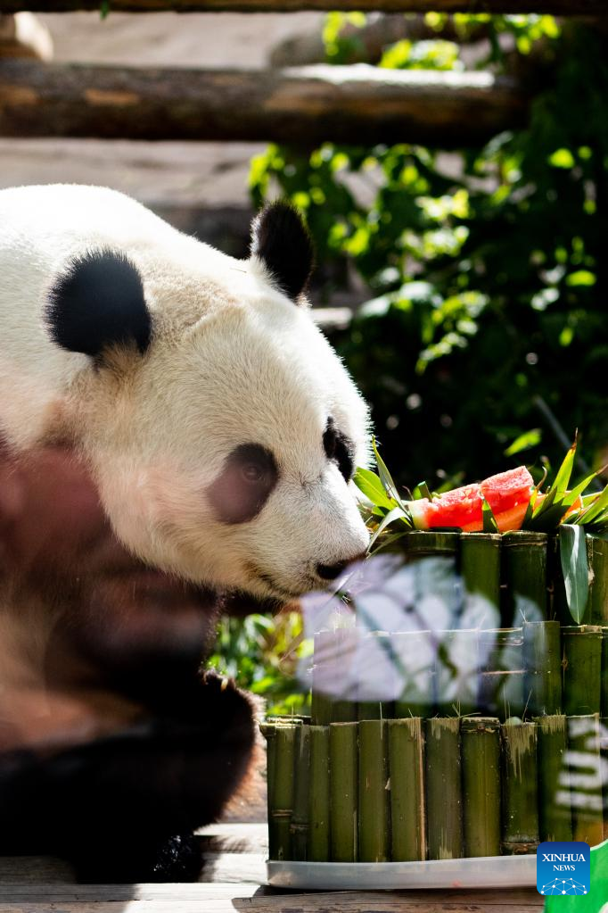 Birthdays of two giant pandas celebrated at Moscow Zoo