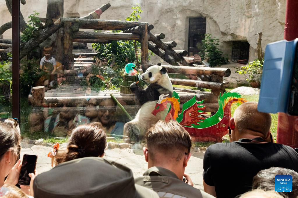 Birthdays of two giant pandas celebrated at Moscow Zoo