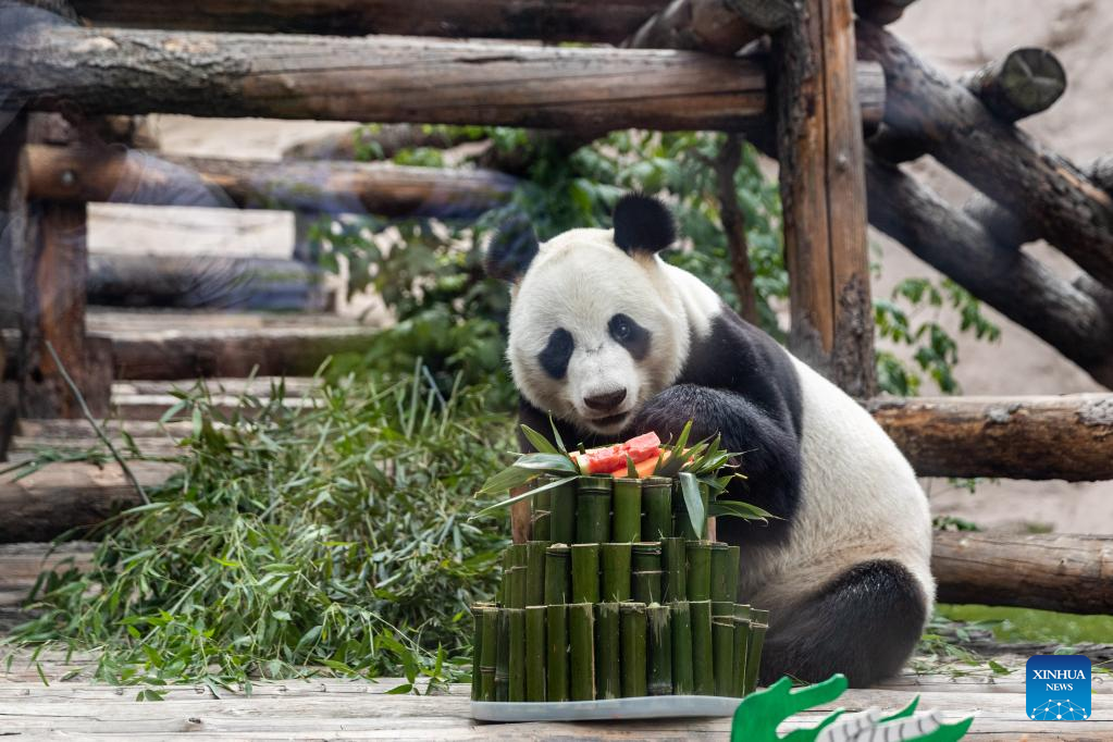 Birthdays of two giant pandas celebrated at Moscow Zoo