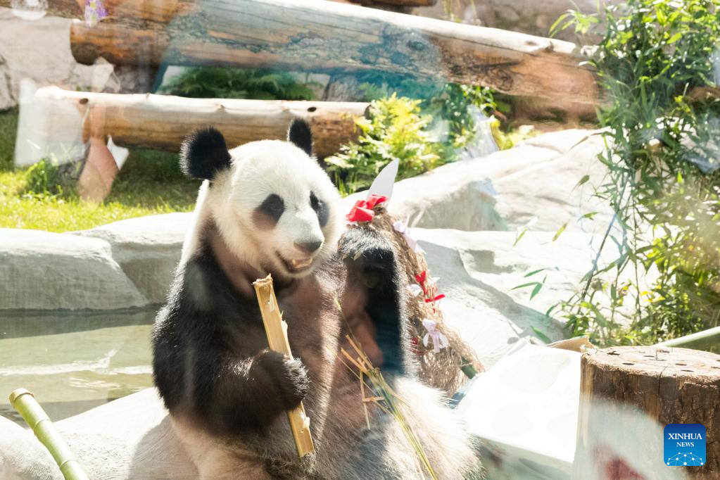 Birthdays of two giant pandas celebrated at Moscow Zoo