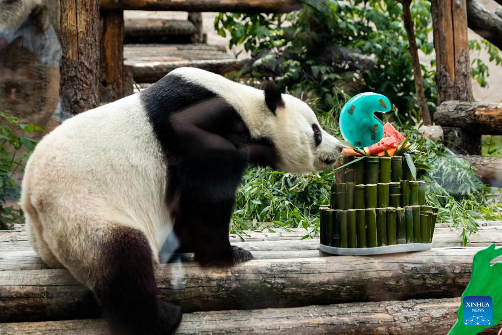 Birthdays of two giant pandas celebrated at Moscow Zoo