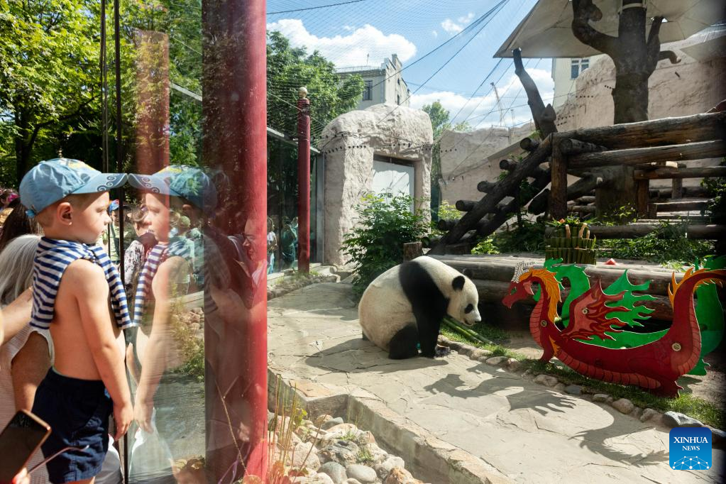 Birthdays of two giant pandas celebrated at Moscow Zoo