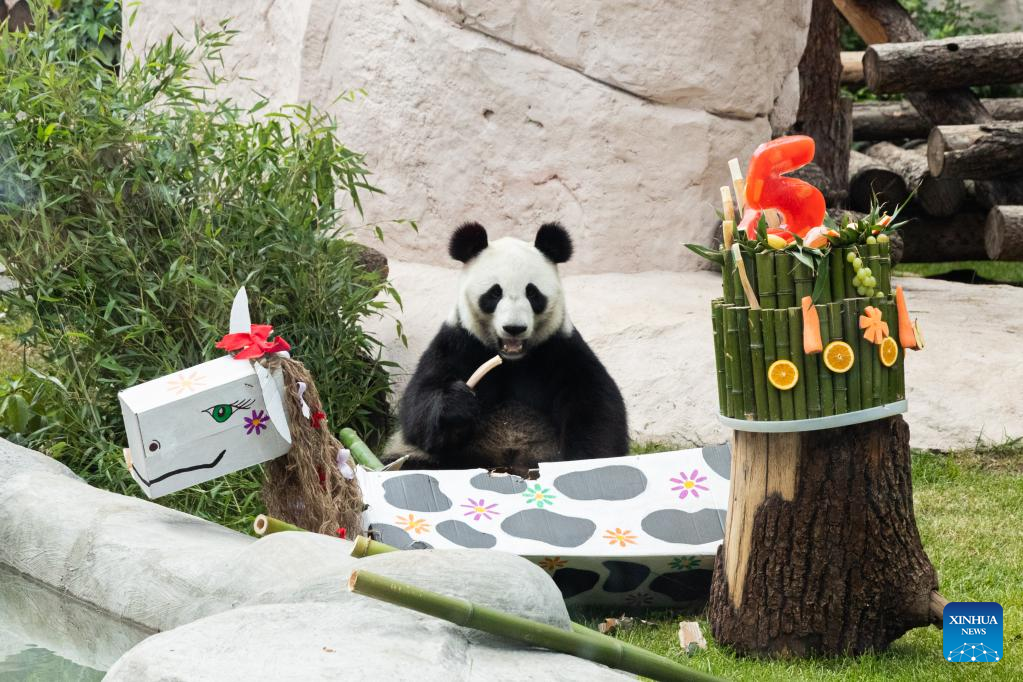 Birthdays of two giant pandas celebrated at Moscow Zoo