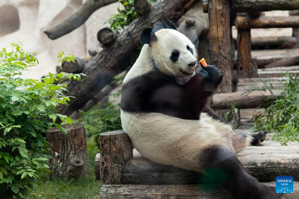 Birthdays of two giant pandas celebrated at Moscow Zoo