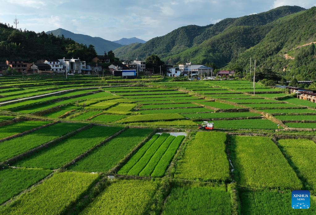 Rice harvested in SE China's Fujian