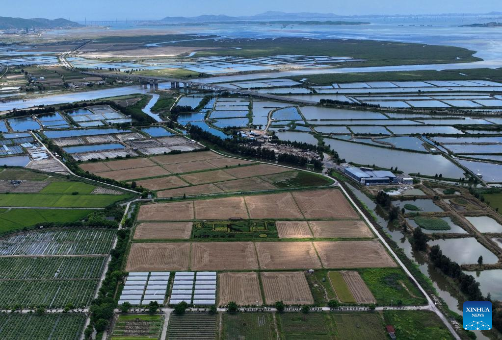 Rice harvested in SE China's Fujian