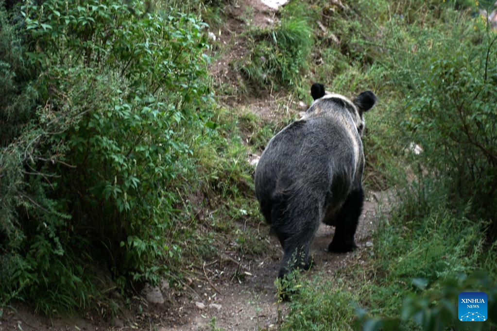Wild brown bear spotted in Xianggu Village, Qinghai