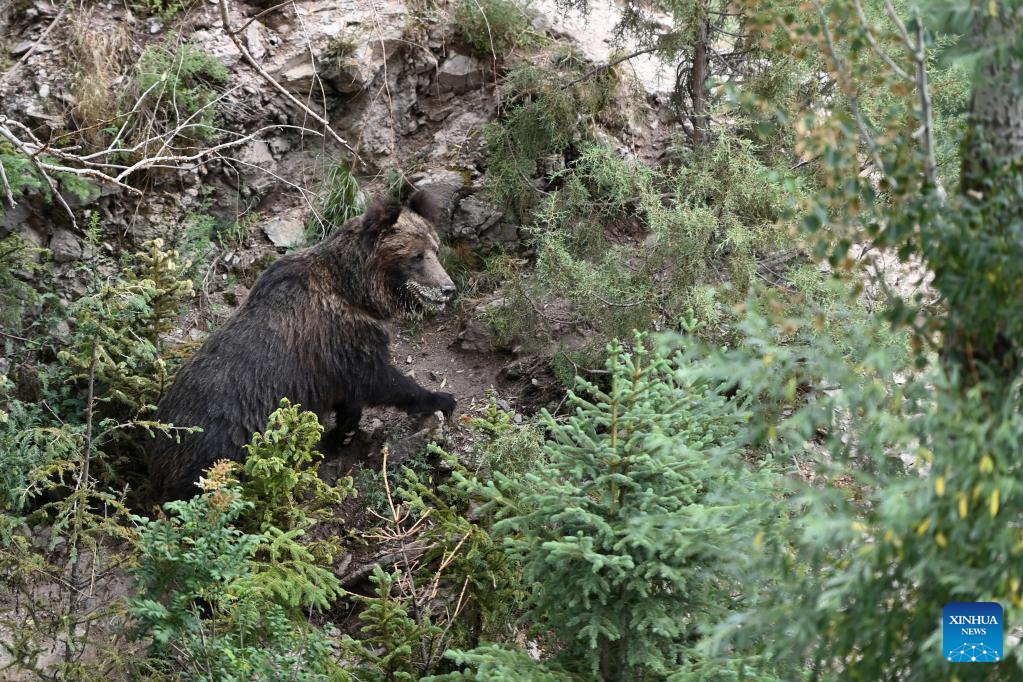 Wild brown bear spotted in Xianggu Village, Qinghai