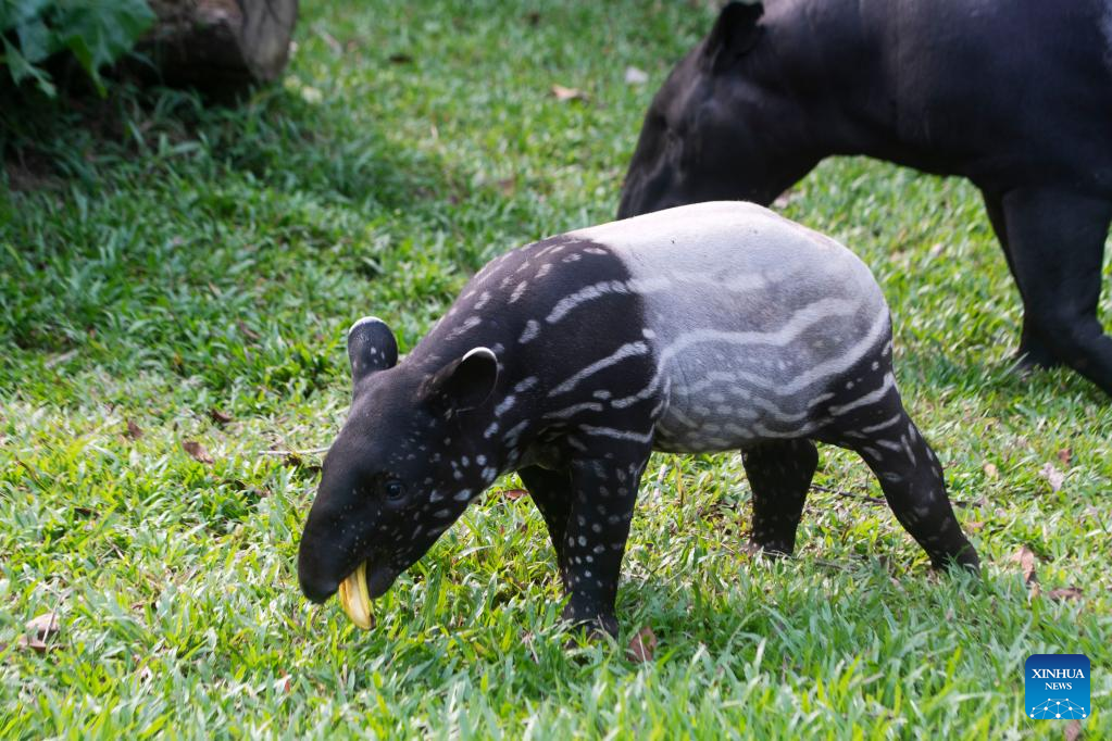 Two-month-old baby Malayan tapir seen in Singapore