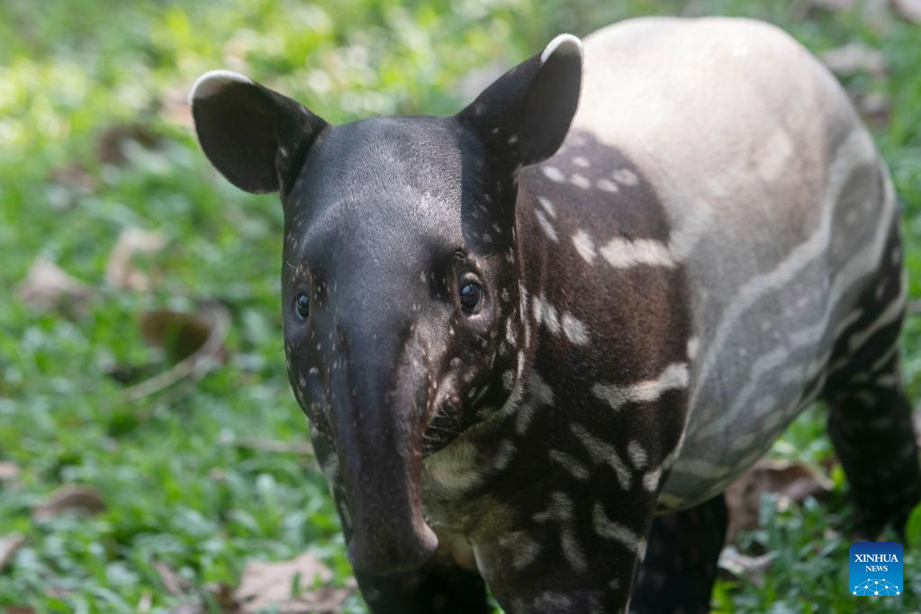 Two-month-old baby Malayan tapir seen in Singapore