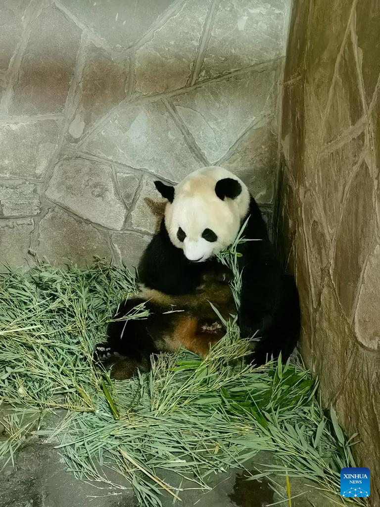 Giant panda in Chongqing gives birth to twins