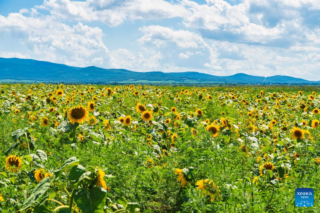 Scenery of blooming sunflowers in Russia