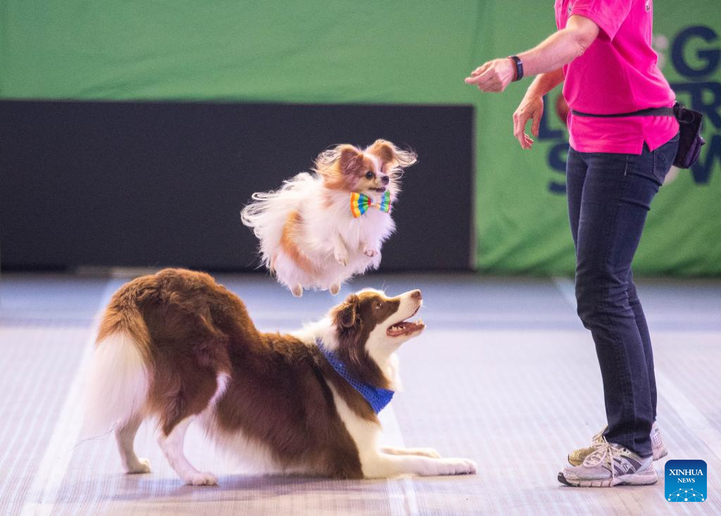 Dog Lovers Show held after three-year break in Sydney