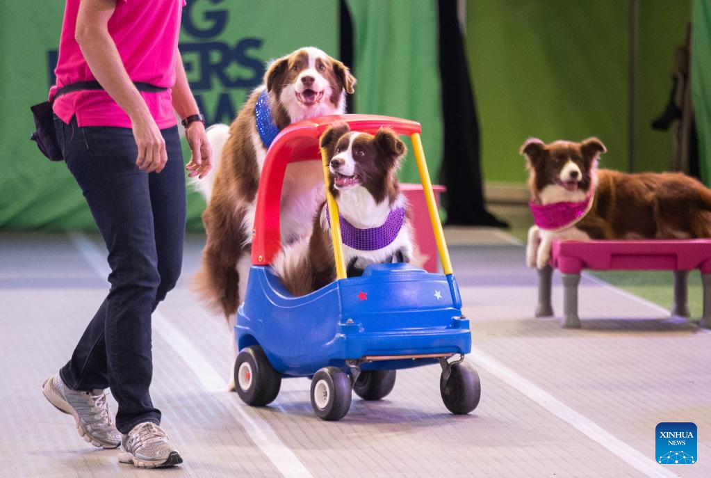 Dog Lovers Show held after three-year break in Sydney