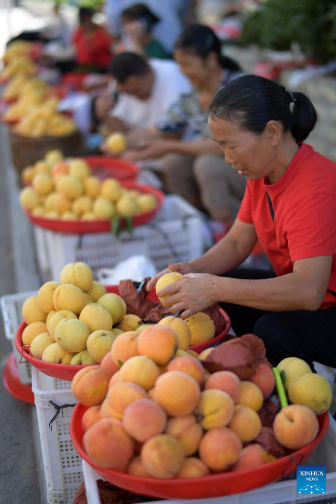 SW China's Banxi Village enters fruits harvest season