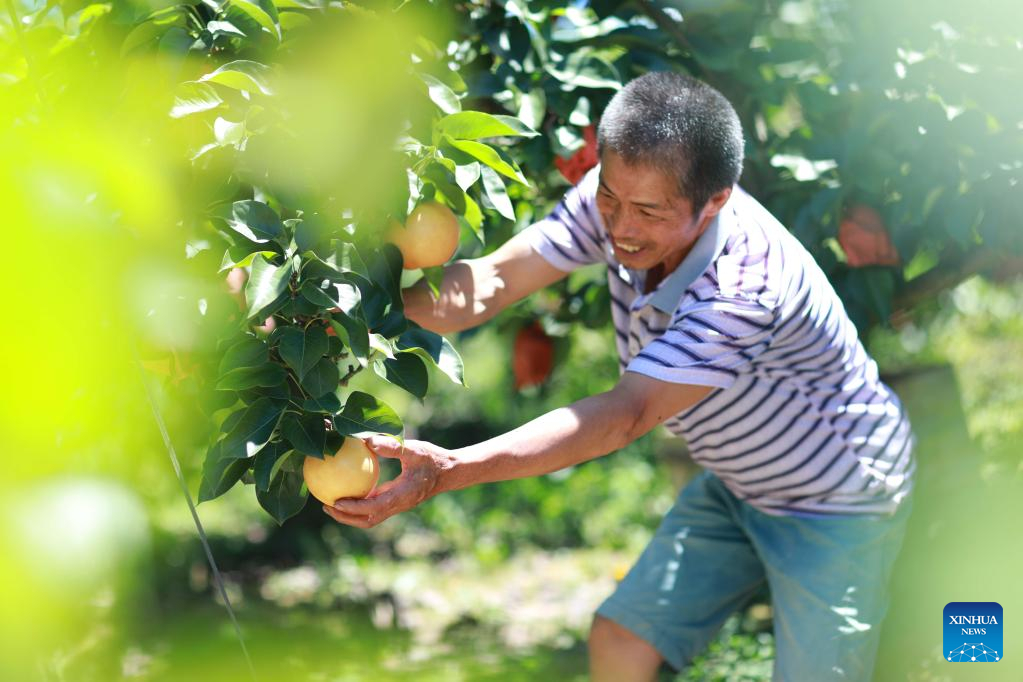 SW China's Banxi Village enters fruits harvest season