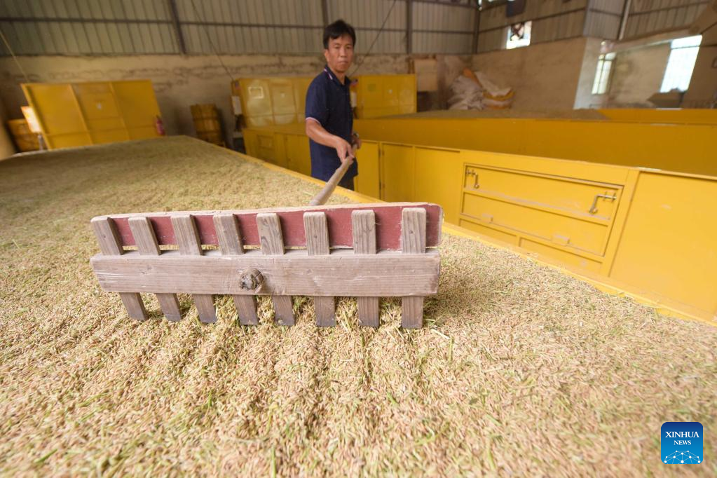 Hybrid rice seeds harvested in Guizhou, SW China