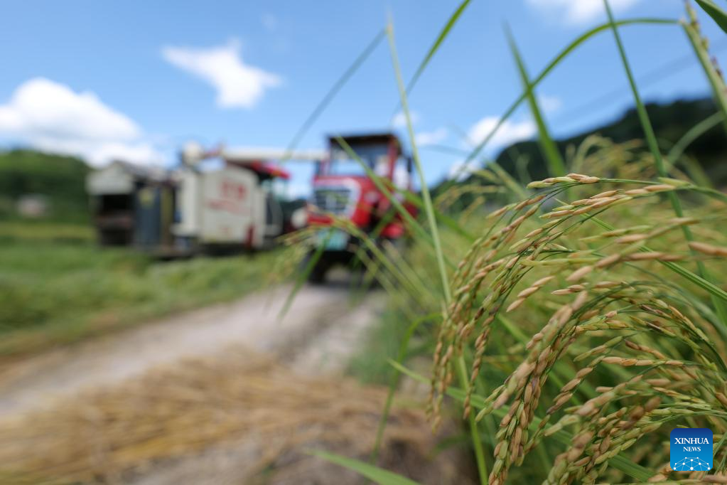Hybrid rice seeds harvested in Guizhou, SW China