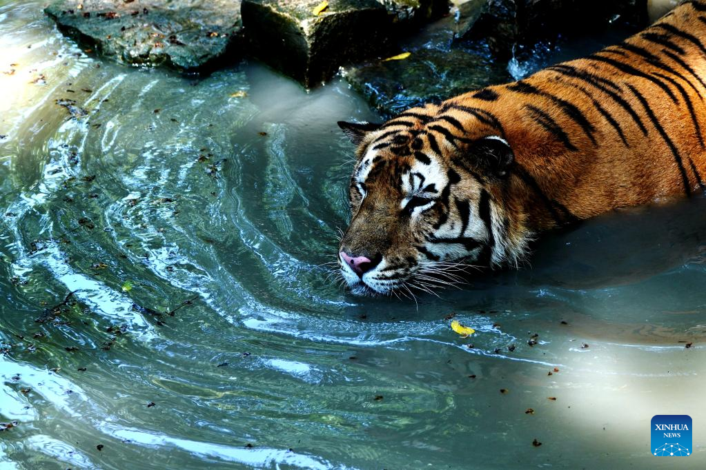 All possible measures taken to help animals cool off in Shanghai Zoo