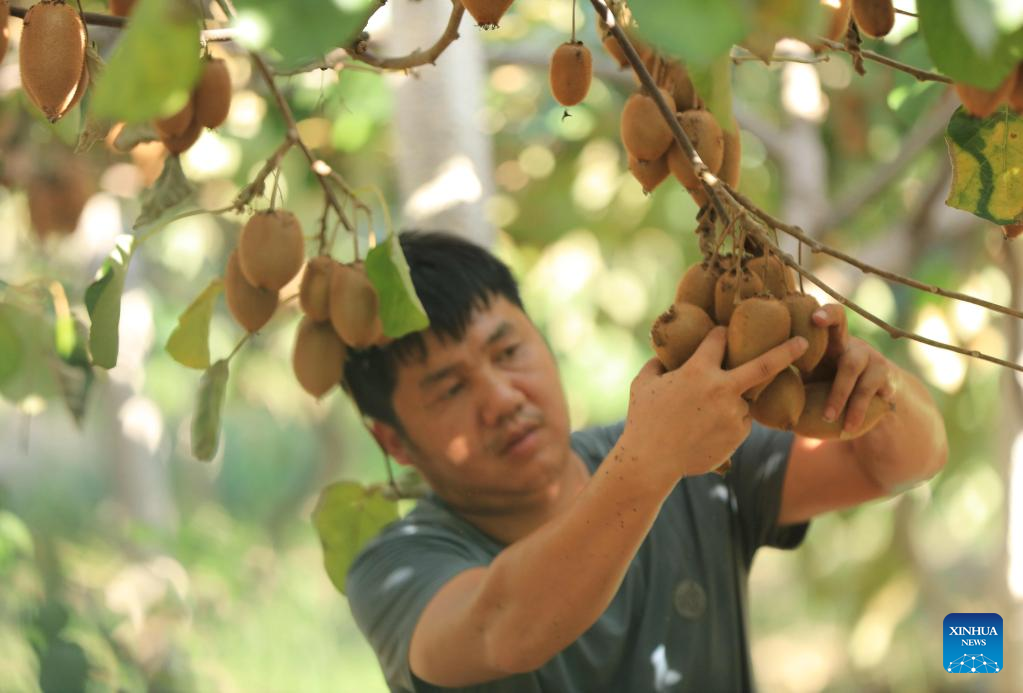 Autumn harvest in full swing across China
